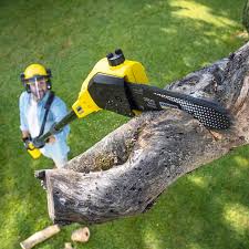  Wauchula, FL Tree Removal Pros